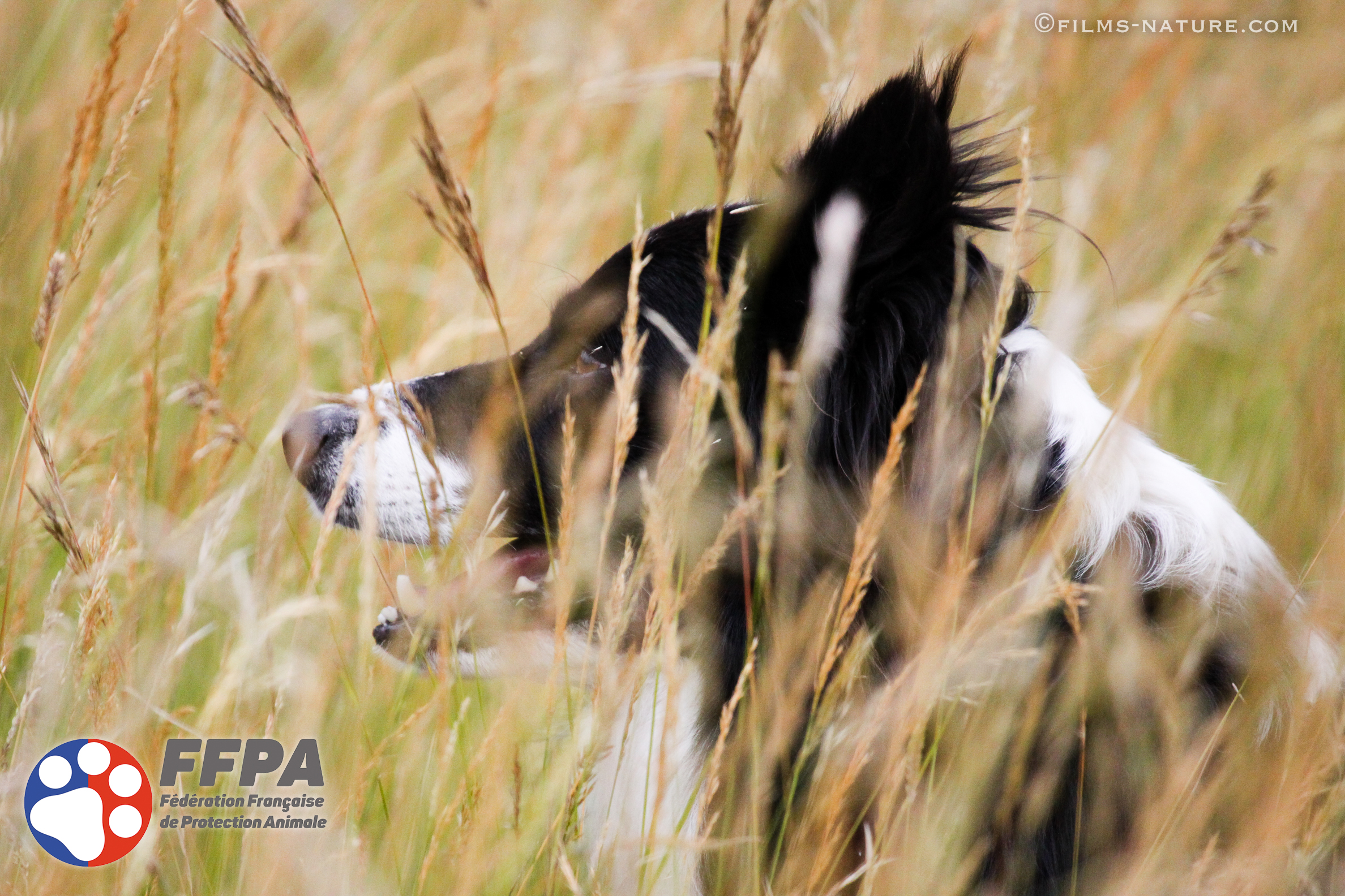 FFPA 2016 (6-32)